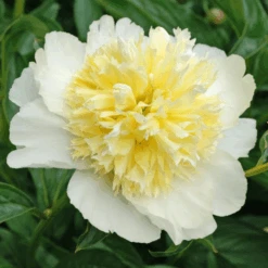 'Honey Gold' Garden Peony (Paeonia) 7 'Honey Gold' Garden Peony (Paeonia) -GREAT GARDEN PLANTS Honey Gold Garden Peony Paeonia 2