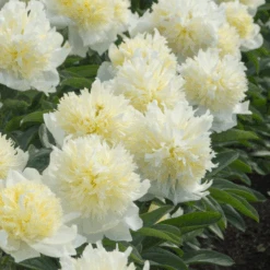 'Honey Gold' Garden Peony (Paeonia) 6 'Honey Gold' Garden Peony (Paeonia) -GREAT GARDEN PLANTS Honey Gold Garden Peony Paeonia 4