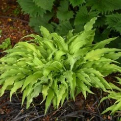 'Curly Fries' Hosta