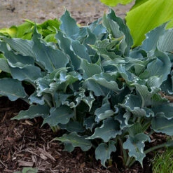 Shadowland® 'Waterslide' Hosta -GREAT GARDEN PLANTS Hosta Waterslide 2 P