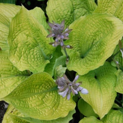 GREAT GARDEN PLANTS -GREAT GARDEN PLANTS Hosta Coast to Coast 1 P