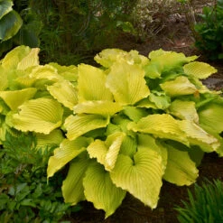 Shadowland® 'Coast To Coast' Hosta -GREAT GARDEN PLANTS Hosta Coast to Coast 3 P