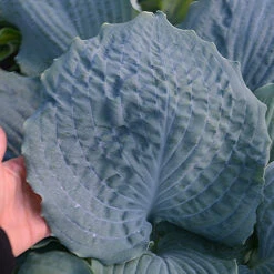 Shadowland® 'Diamond Lake' Hosta 7 Shadowland® 'Diamond Lake' Hosta -GREAT GARDEN PLANTS Hosta Diamond Lake 1 P