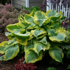 Shadowland® 'Seducer' Hosta -GREAT GARDEN PLANTS Hosta Seducer 3 P