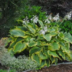 Shadowland® 'Seducer' Hosta -GREAT GARDEN PLANTS Hosta Seducer 4 P