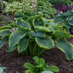 Shadowland® 'Wu-La-La' Hosta -GREAT GARDEN PLANTS Hosta Wu La La 3 P