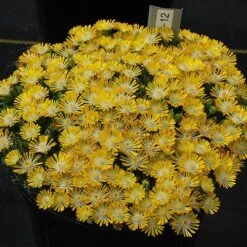 Hot Cakes® 'Banana Blast' Ice Plant -GREAT GARDEN PLANTS Hot cakes banana blast delosperma ice plant 3 P sw