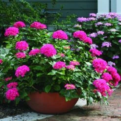 Cityline® Paris Bigleaf Hydrangea -GREAT GARDEN PLANTS Hydrangea Cityline Paris 3 P sw