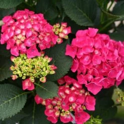 Cityline® Paris Bigleaf Hydrangea -GREAT GARDEN PLANTS Hydrangea Cityline Paris 4 P sw