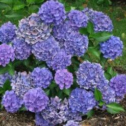 Cityline® Venice Bigleaf Hydrangea -GREAT GARDEN PLANTS Hydrangea Cityline Venice 3 P sw
