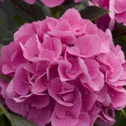Cityline® Venice Bigleaf Hydrangea -GREAT GARDEN PLANTS Hydrangea Cityline Venice 4 P sw