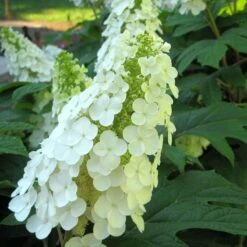 Gatsby Gal® Oakleaf Hydrangea -GREAT GARDEN PLANTS Hydrangea Gatsby Gal 3 P sw