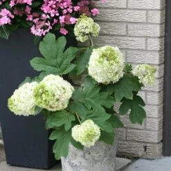Gatsby Moon® Oakleaf Hydrangea -GREAT GARDEN PLANTS Hydrangea Gatsby Moon 3 P sw