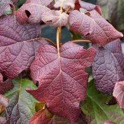 Gatsby Moon® Oakleaf Hydrangea -GREAT GARDEN PLANTS Hydrangea Gatsby Moon 4 P sw