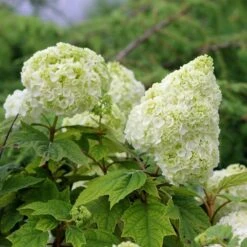 Gatsby Moon® Oakleaf Hydrangea -GREAT GARDEN PLANTS Hydrangea Gatsby Moon 5 P sw