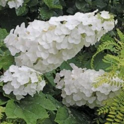 Gatsby Pink® Oakleaf Hydrangea 9 Gatsby Pink® Oakleaf Hydrangea -GREAT GARDEN PLANTS Hydrangea Gatsby Pink 4 P sw
