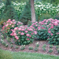 Invincibelle® Ruby Smooth Hydrangea -GREAT GARDEN PLANTS Hydrangea Invincibelle Ruby 3 P