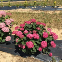 Invincibelle® Ruby Smooth Hydrangea -GREAT GARDEN PLANTS Hydrangea Invincibelle Ruby 4 P