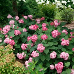 Invincibelle® Ruby Smooth Hydrangea -GREAT GARDEN PLANTS Hydrangea Invincibelle Ruby 5 P