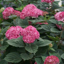 Invincibelle® Ruby Smooth Hydrangea -GREAT GARDEN PLANTS Hydrangea Invincibelle Ruby 6 P