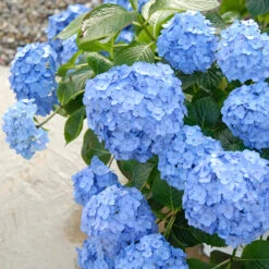 Let's Dance® Blue Jangles® Bigleaf Hydrangea -GREAT GARDEN PLANTS Hydrangea Lets Dance Blue Jangles 3 P