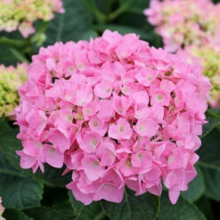 Let's Dance® Blue Jangles® Bigleaf Hydrangea -GREAT GARDEN PLANTS Hydrangea Lets Dance Blue Jangles 4 P
