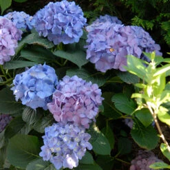 Let's Dance® Blue Jangles® Bigleaf Hydrangea -GREAT GARDEN PLANTS Hydrangea Lets Dance Blue Jangles 5 P