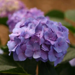Let's Dance® Blue Jangles® Bigleaf Hydrangea -GREAT GARDEN PLANTS Hydrangea Lets Dance Blue Jangles 6 P