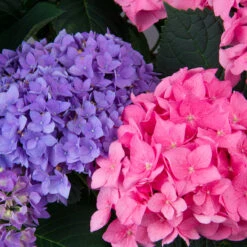 Let's Dance® Rhythmic Blue® Bigleaf Hydrangea -GREAT GARDEN PLANTS Hydrangea Lets Dance Rhythmic Blue 3 P