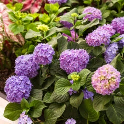 Let's Dance® Rhythmic Blue® Bigleaf Hydrangea -GREAT GARDEN PLANTS Hydrangea Lets Dance Rhythmic Blue 4 P