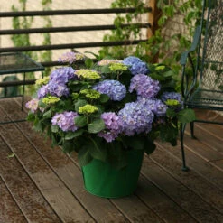 Let's Dance® Rhythmic Blue® Bigleaf Hydrangea -GREAT GARDEN PLANTS Hydrangea Lets Dance Rhythmic Blue 5 P