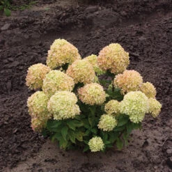 Little Lime® Panicle Hydrangea -GREAT GARDEN PLANTS Hydrangea Little Lime 1 P