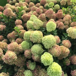 Little Lime® Panicle Hydrangea -GREAT GARDEN PLANTS Hydrangea Little Lime 4 P