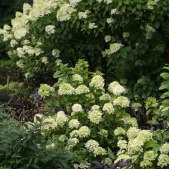 Little Lime® Panicle Hydrangea -GREAT GARDEN PLANTS Hydrangea Little Lime 6 P