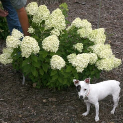 Little Lime® Panicle Hydrangea -GREAT GARDEN PLANTS Hydrangea Little Lime 7 P