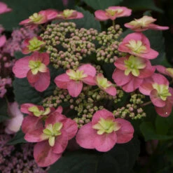 Tuff Stuff™ Red Mountain Hydrangea 7 Tuff Stuff™ Red Mountain Hydrangea -GREAT GARDEN PLANTS Hydrangea Tuff Stuf Red 2 P