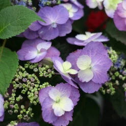 Tuff Stuff™ Mountain Hydrangea -GREAT GARDEN PLANTS Hydrangea Tuff Stuff 4 P