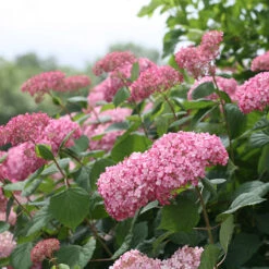 Invincibelle Spirit® II Smooth Hydrangea -GREAT GARDEN PLANTS Hydrangea arborescens Invincibelle Spirit II 3 P
