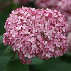 Invincibelle Spirit® II Smooth Hydrangea -GREAT GARDEN PLANTS Hydrangea arborescens Invincibelle Spirit II 4 P