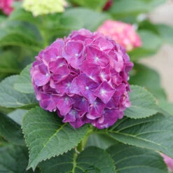 Wee Bit Grumpy® Bigleaf Hydrangea -GREAT GARDEN PLANTS Hydrangea macrophylla Wee Bit Grumpy P1077663
