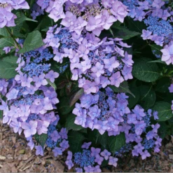 Let's Dance Can Do!® Bigleaf Hydrangea -GREAT GARDEN PLANTS HydrangeaLetsDanceCanDoP1226578 800x800 e24c668