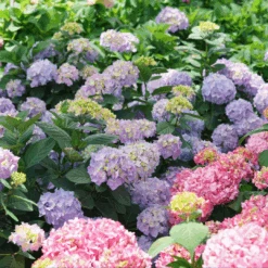 Let's Dance Sky View® Bigleaf Hydrangea