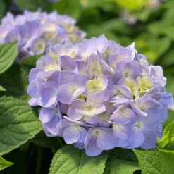 Let's Dance Sky View® Bigleaf Hydrangea -GREAT GARDEN PLANTS HydrangeaLetsDanceSkyViewIMG 7956 1080x1080 353504f