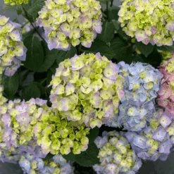 Let's Dance Sky View® Bigleaf Hydrangea -GREAT GARDEN PLANTS HydrangeaLetsDanceSkyViewIMG E1373 1080x1080 8121e61