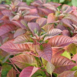 Let's Dance Lovable™ Bigleaf Hydrangea 9 Let's Dance Lovable™ Bigleaf Hydrangea -GREAT GARDEN PLANTS HydrangeamacrophyllaLetsDanceLoveableP1106809 1080x1080 27adc42