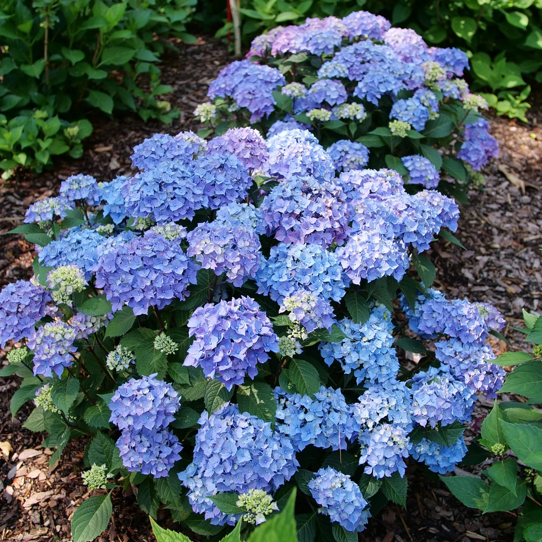 Let's Dance Lovable™ Bigleaf Hydrangea 5 Let's Dance Lovable™ Bigleaf Hydrangea - Image 5