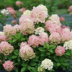 Fire Light Tidbit® Panicle Hydrangea -GREAT GARDEN PLANTS HydrangeapaniculataFireLightTidbitDSC02390 800x800 f760462