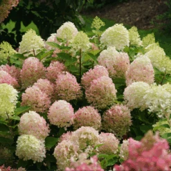 Fire Light Tidbit® Panicle Hydrangea -GREAT GARDEN PLANTS HydrangeapaniculataFireLightTidbitIMG 0114 800x800 d3572ab
