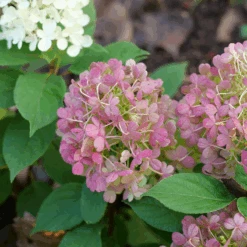 Fire Light Tidbit® Panicle Hydrangea -GREAT GARDEN PLANTS HydrangeapaniculataFireLightTidbitP1106064 800x800 be527ea