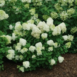 Little Lime Punch® Panicle Hydrangea -GREAT GARDEN PLANTS HydrangeapaniculataLittleLimePunchDSC08373 800x800 121f548